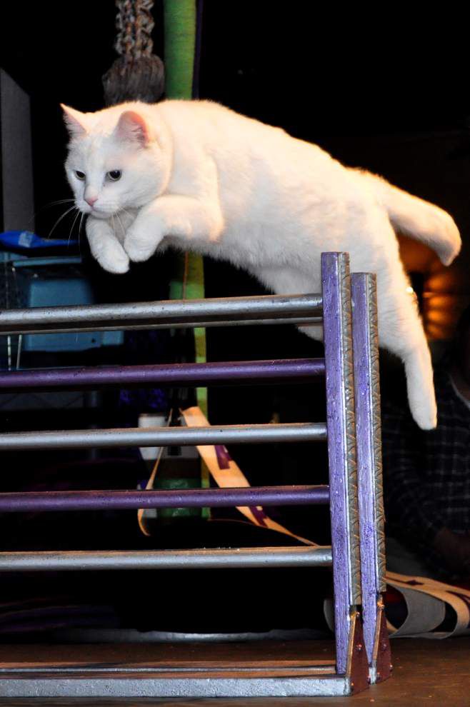 Amazing Acro-Cat troupers always land on their feet _lowres